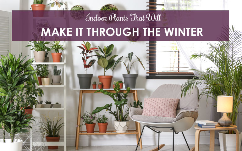 Indoor Plants That Will Make It Through The Winter
